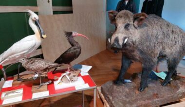 Après six ans de travaux, le musée zoologique de Strasbourg va rouvrir : voici quand