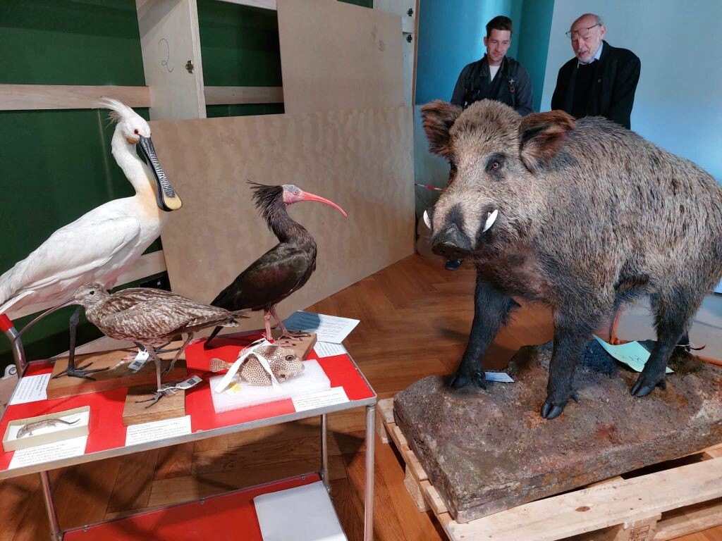 Après six ans de travaux, le musée zoologique de Strasbourg va rouvrir : voici quand