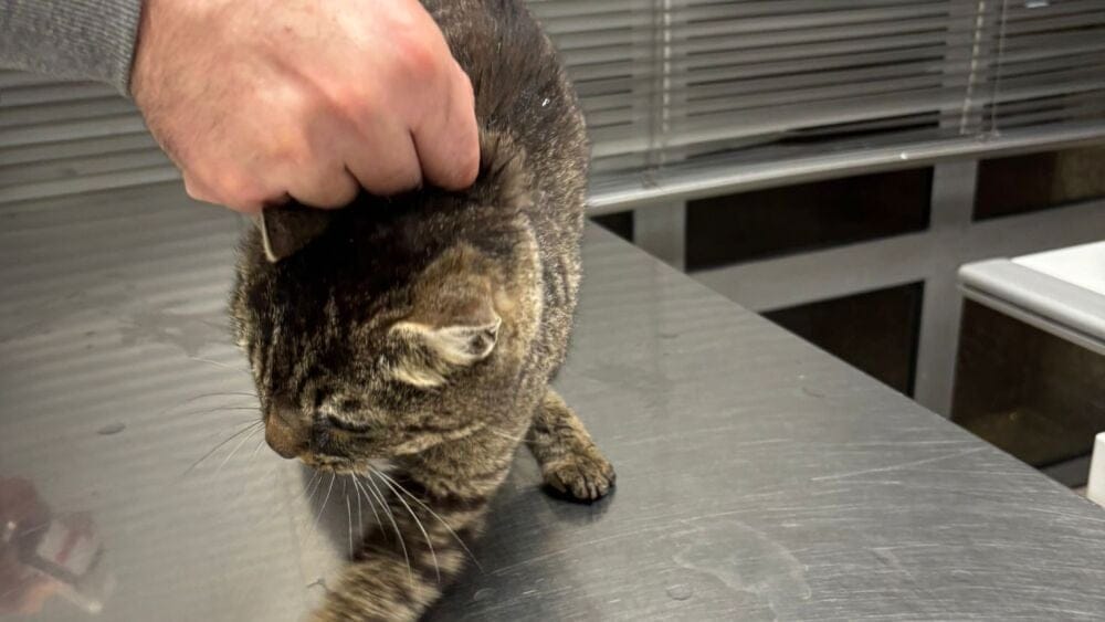Après son sauvetage des rambardes de la passerelle de Plombières, le chat rescapé a été conduit chez le vétérinaire.