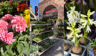 le printemps se fête dans cette boutique de Strasbourg !
