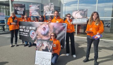 L214 alerte sur les élevages de cochons devant un hypermarché de Cherbourg-en-Cotentin