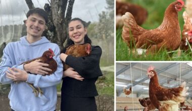 Envie de sauver des poules de l'abattoir en Seine-Maritime ? On vous explique comment ça marche