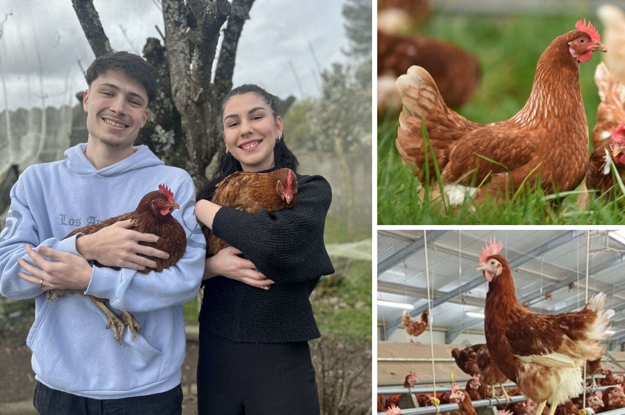 Envie de sauver des poules de l'abattoir en Seine-Maritime ? On vous explique comment ça marche