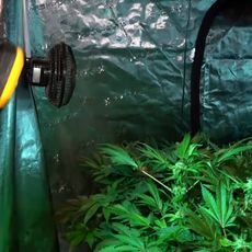Immersion dans une ferme de cannabis. 