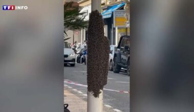 Nice : un énorme essaim d'abeilles surprend les habitants en plein centre