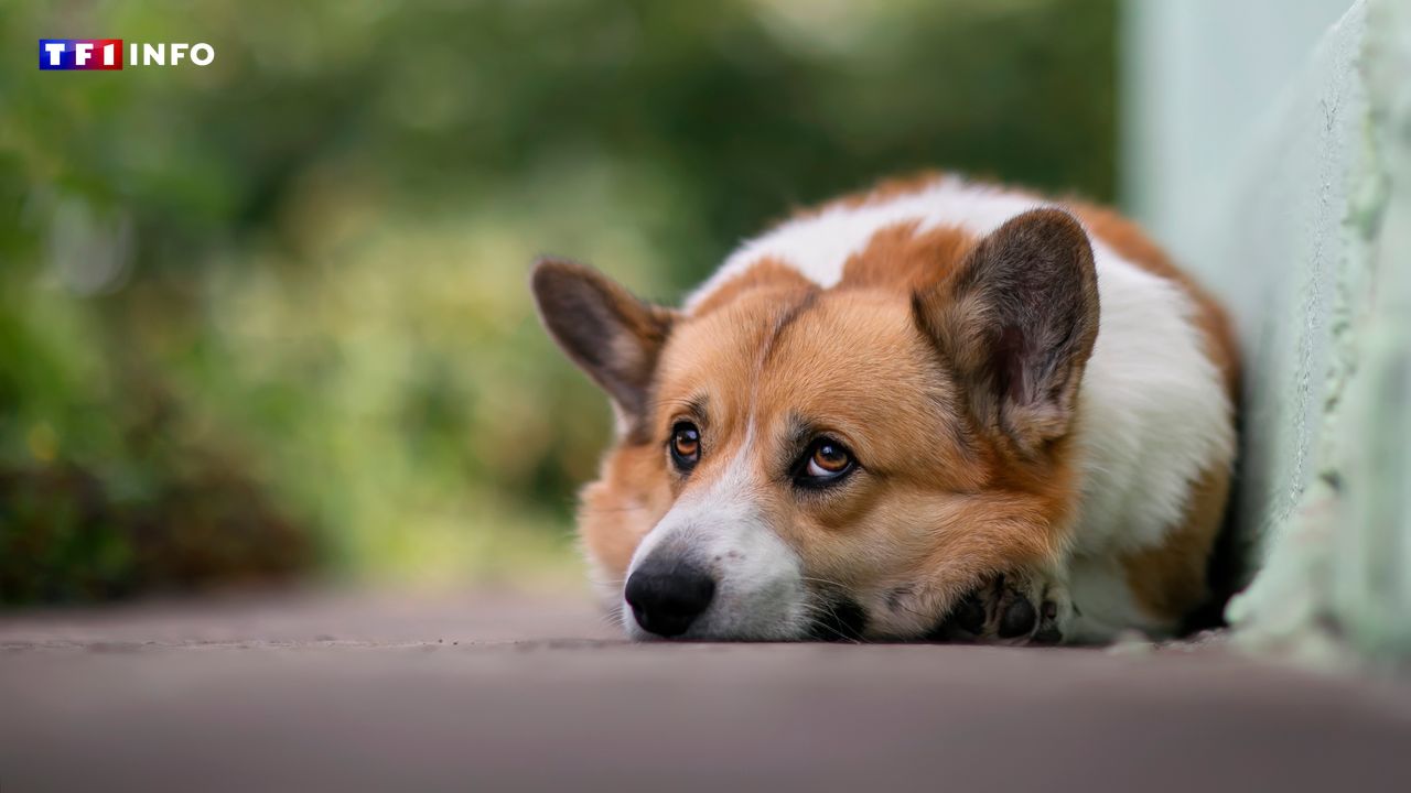 "C'est déchirant" : les abandons d'animaux de compagnie se multiplient au Royaume-Uni face au coût de la vie