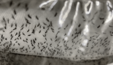 Epidémie de chikungunya : 11 millions de moustiques stériles bientôt relâchés - LINFO.re