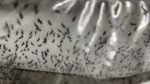 Epidémie de chikungunya : 11 millions de moustiques stériles bientôt relâchés - LINFO.re