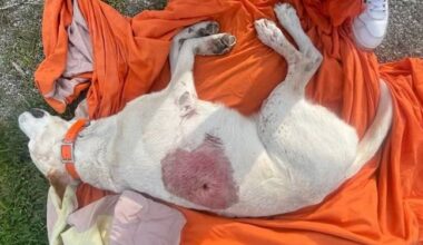 Le chien d’une fillette de 6 ans abattu par balle sous ses yeux