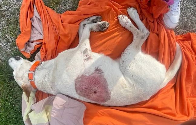 Le chien d’une fillette de 6 ans abattu par balle sous ses yeux