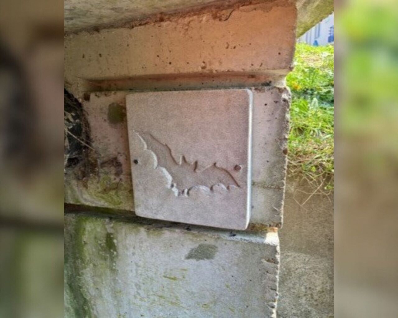 Des refuges pour protéger... les chauves-souris ! Près de Rouen, ce programme est unique en France