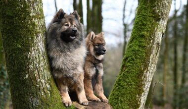 Dans cette ville près de Paris, il fait bon vivre avec son chien selon un classement