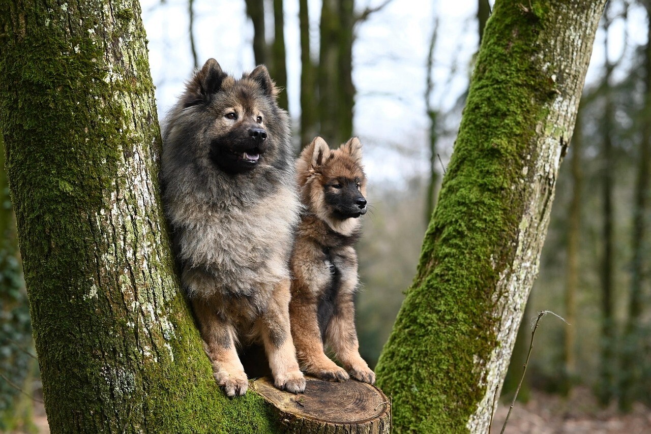 Dans cette ville près de Paris, il fait bon vivre avec son chien selon un classement