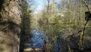 cette jolie forêt est accessible depuis le centre-ville de Strasbourg