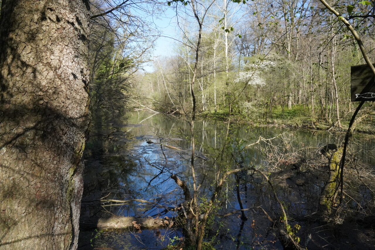 cette jolie forêt est accessible depuis le centre-ville de Strasbourg