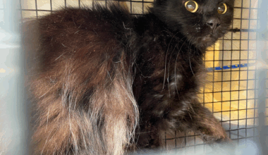 À Six-Fours, l'association Ch’amis pour la vie alerte sur la recrudescence des abandons de chats