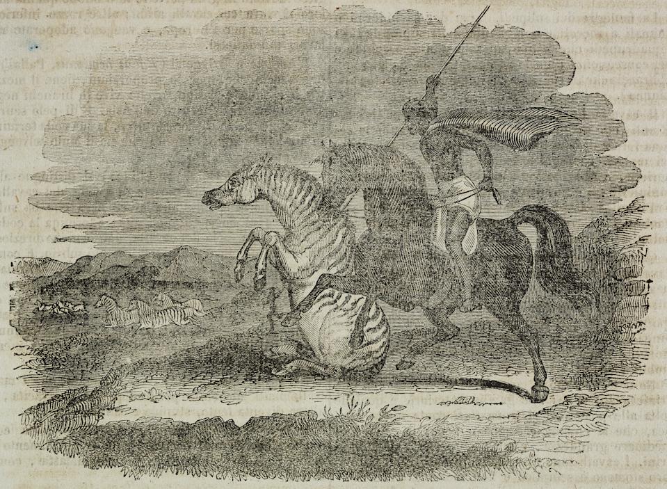 Le zèbre quagga (ici illustré en 1838) a finit par disparaît d'Afrique du Sud, victime de la chasse (image d'illustration : Getty images)