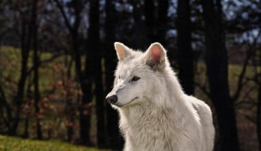 L’équipe de Trump utilise la «dé-extinction» du loup comme motif pour réduire la liste des espèces menacées