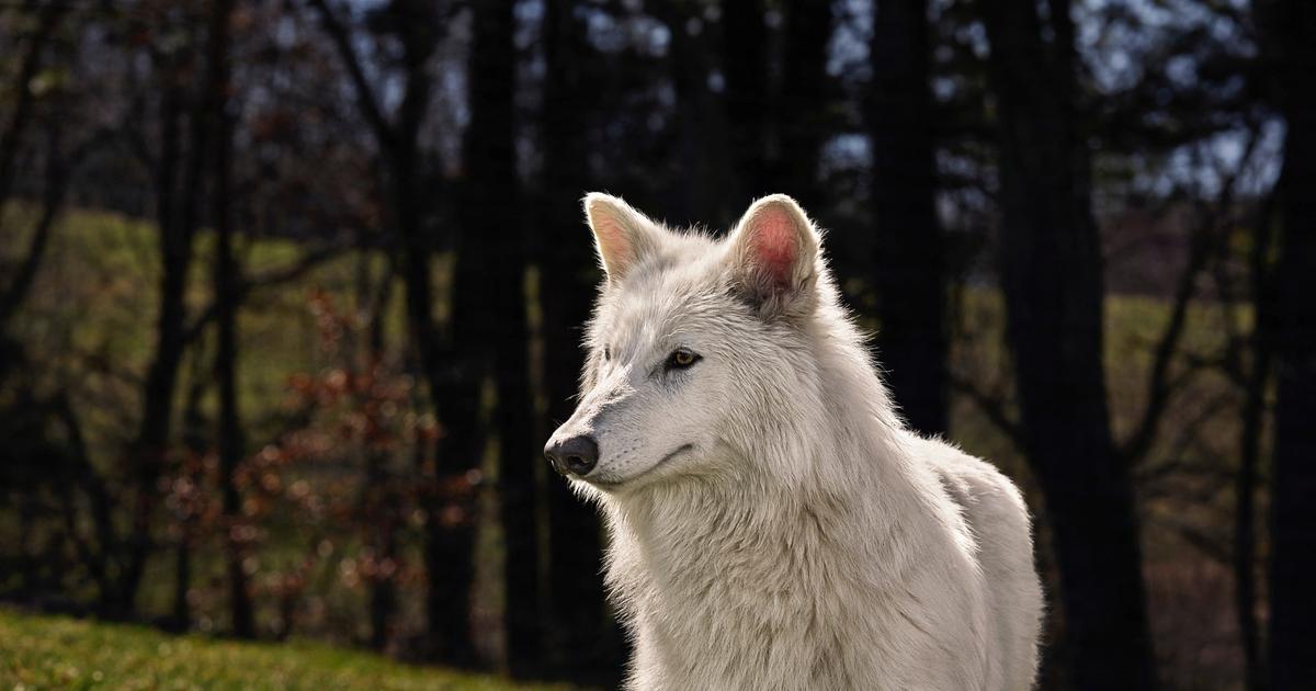 L’équipe de Trump utilise la «dé-extinction» du loup comme motif pour réduire la liste des espèces menacées