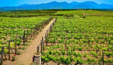 Récolte mondiale, consommation... Pour le vin, tous les signaux sont au rouge