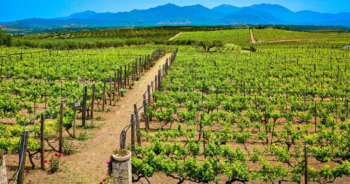 Récolte mondiale, consommation... Pour le vin, tous les signaux sont au rouge