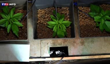 Fermes de cannabis : le phénomène qui prend de l'ampleur en France