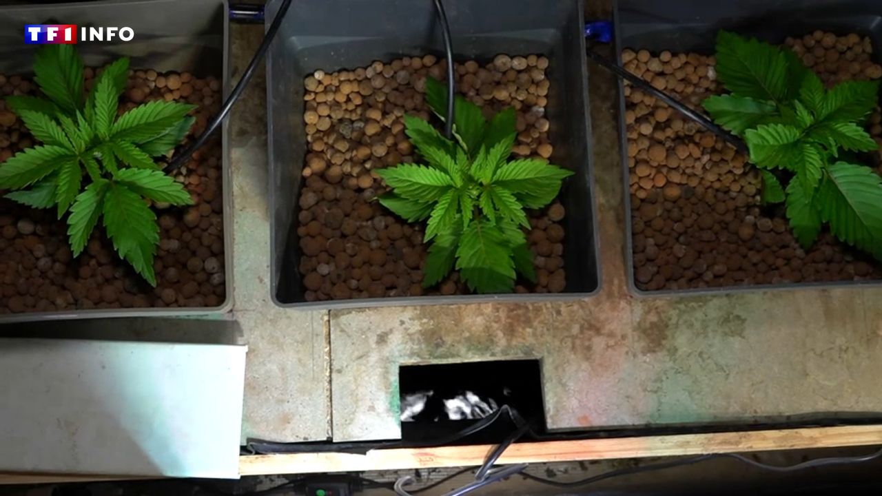 Fermes de cannabis : le phénomène qui prend de l'ampleur en France