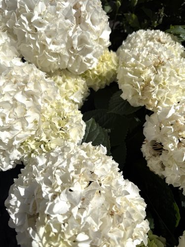 fleurs plantes aromatiques semis mr bricolageIMG_1893