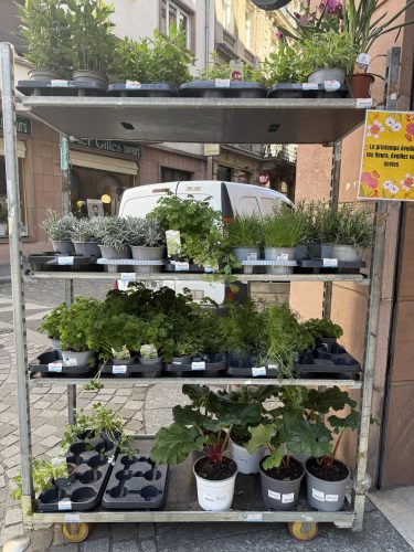 fleurs plantes aromatiques semis mr bricolageIMG_1900