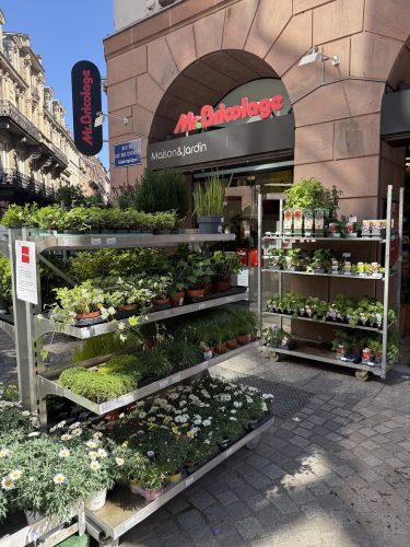 fleurs plantes aromatiques semis mr bricolageIMG_1907