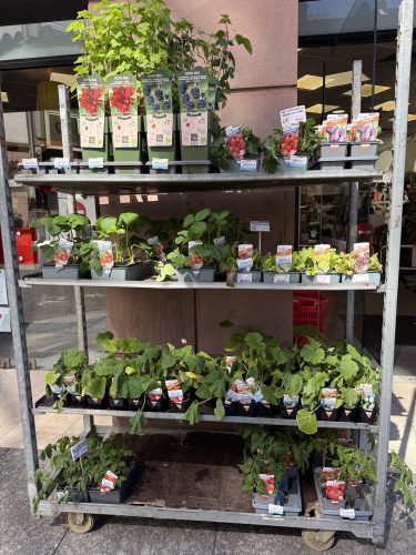 fleurs plantes aromatiques semis mr bricolageIMG_1908