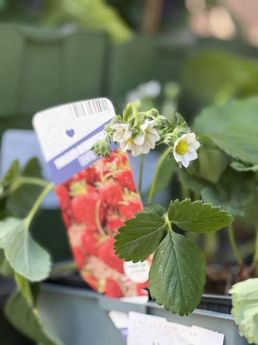fleurs plantes aromatiques semis mr bricolageIMG_1912