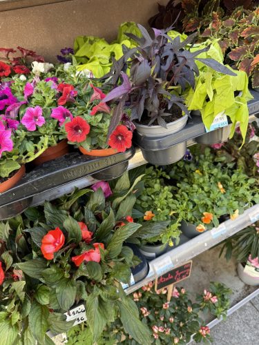 fleurs plantes aromatiques semis mr bricolageIMG_1918