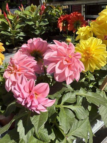 fleurs plantes aromatiques semis mr bricolageIMG_1929