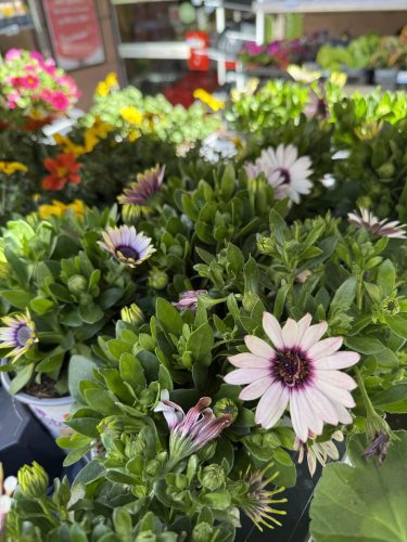 fleurs plantes aromatiques semis mr bricolageIMG_1930