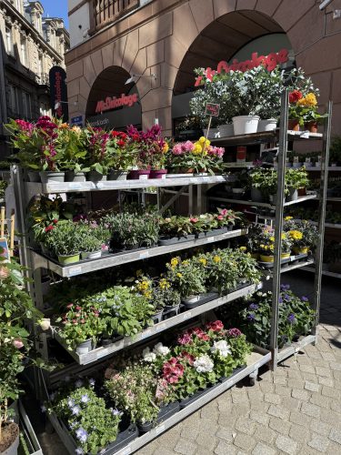 fleurs plantes aromatiques semis mr bricolageIMG_1933