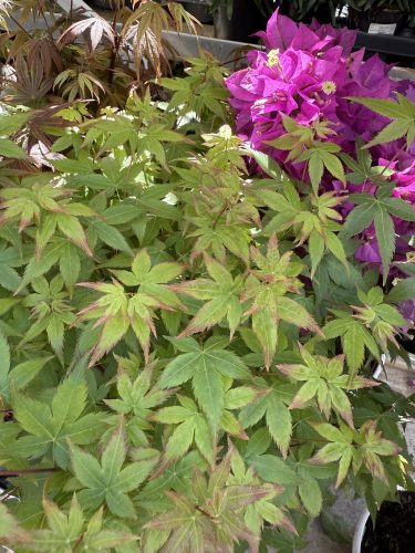 fleurs plantes aromatiques semis mr bricolageIMG_1934