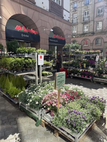 fleurs plantes aromatiques semis mr bricolageIMG_1937