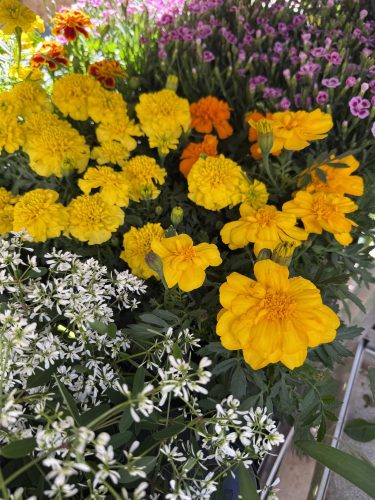 fleurs plantes aromatiques semis mr bricolageIMG_1940