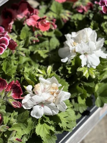 fleurs plantes aromatiques semis mr bricolageIMG_1943