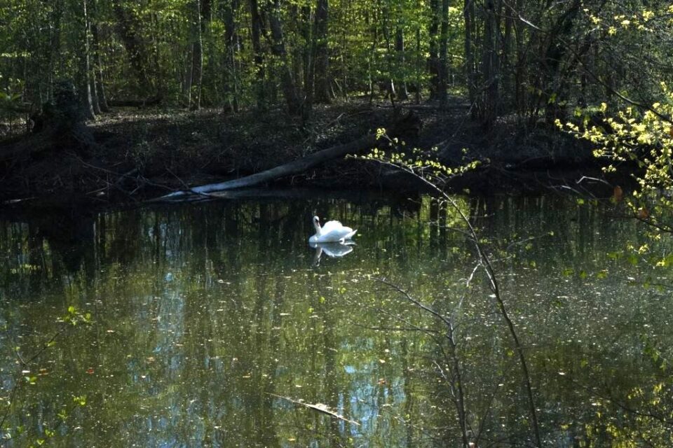 La faune est bien présente dans la forêt de la Roberstau.