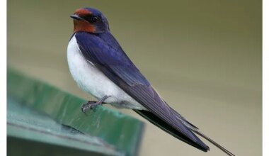 Une feuille de route pour sauver la biodiversité dans les Hauts-de-France