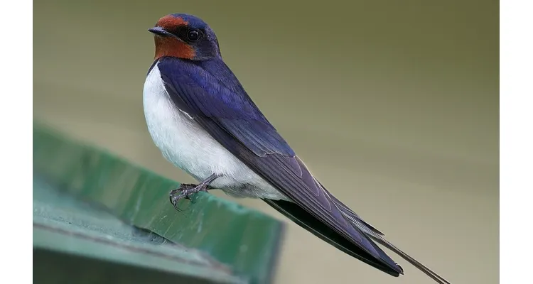 Une feuille de route pour sauver la biodiversité dans les Hauts-de-France
