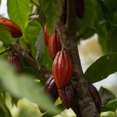 Fèves de cacao