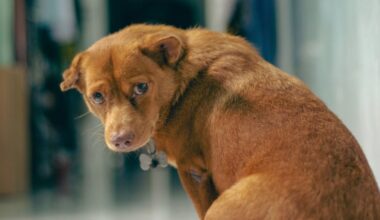 Ils adoptent un chien, puis le rendent en larmes pour un détail