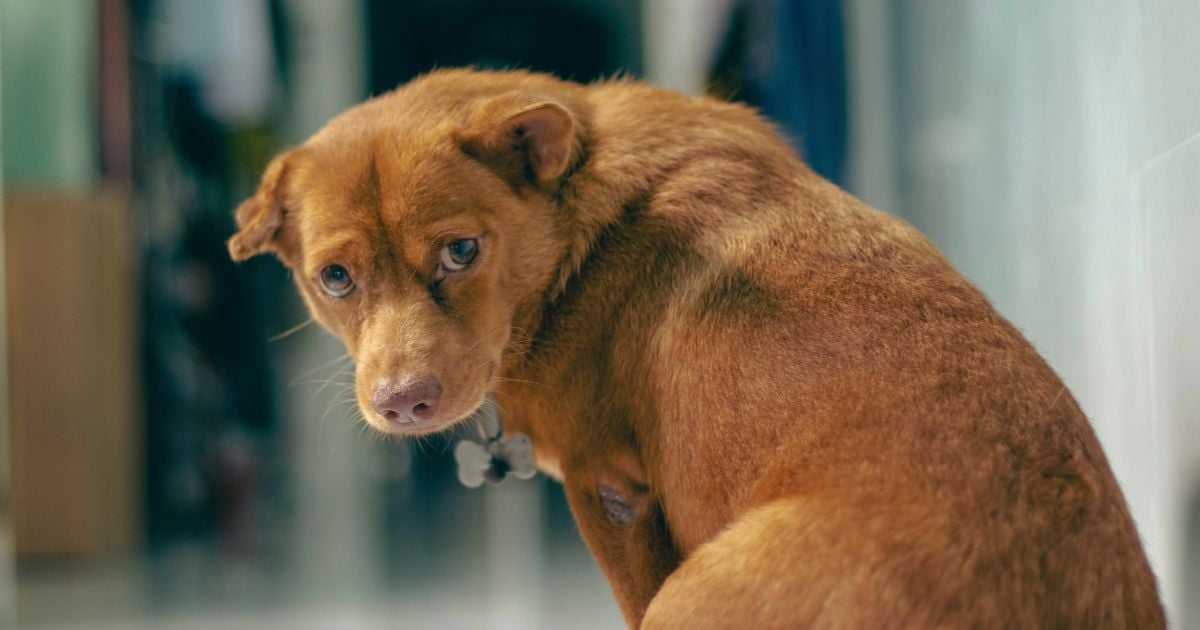 Ils adoptent un chien, puis le rendent en larmes pour un détail