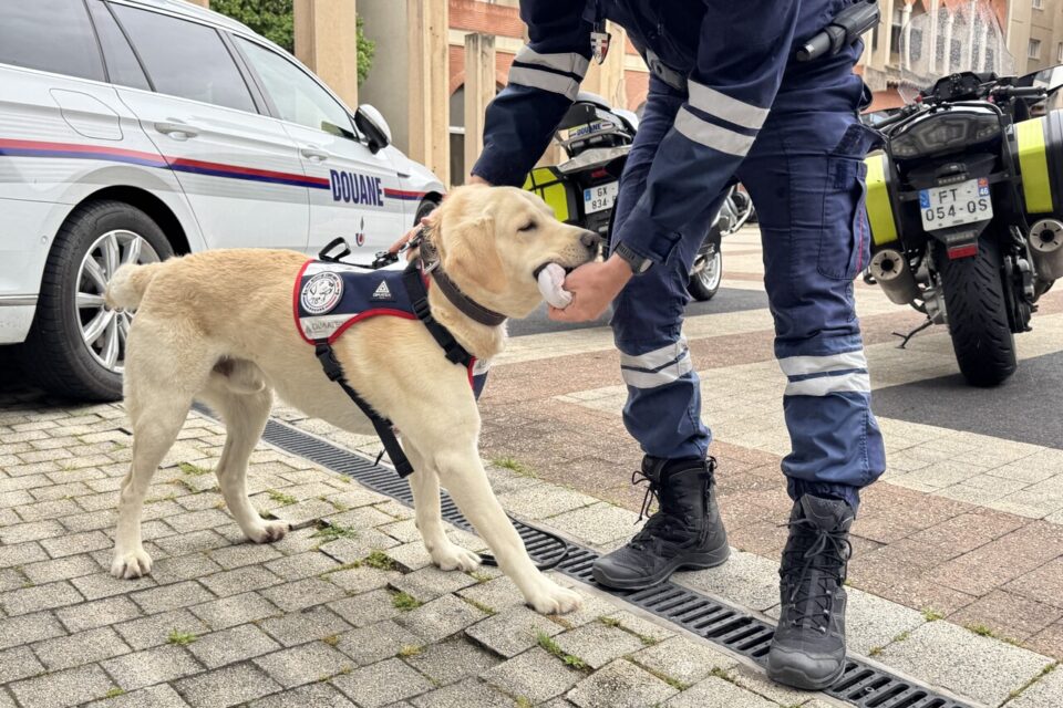 Norm, chien douanier spécialisé dans la recherche de stupéfiants 