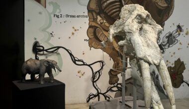 découvrez le mastodonte des Pyrénées !