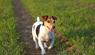 un festival dédié aux chiens va avoir lieu ce dimanche à Strasbourg