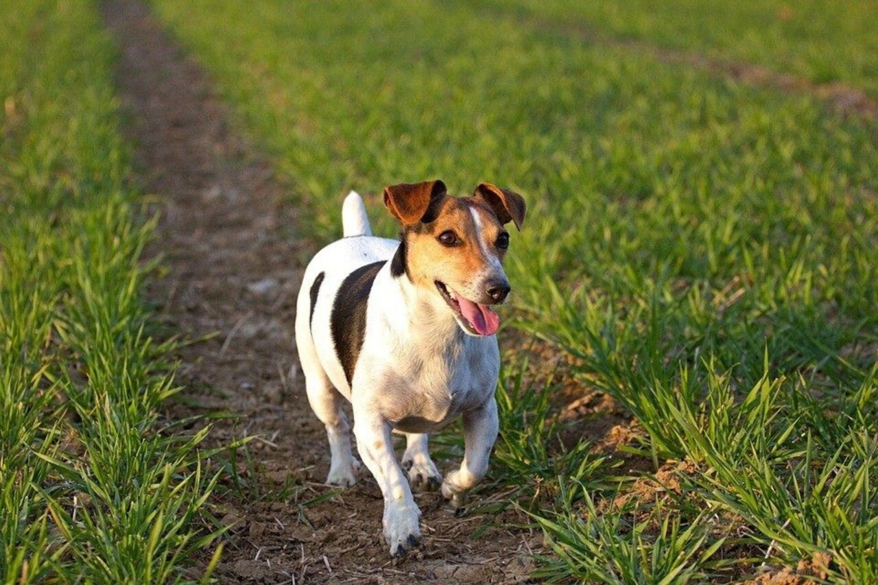un festival dédié aux chiens va avoir lieu ce dimanche à Strasbourg